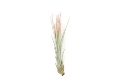 Color Enhanced - Tillandsia Juncea Air Plants 35 Color Enhanced - Tillandsia Juncea Air Plants -Air Plant World Enhanced Colored Tillandsia Air Plant Juncea Coral 2 1