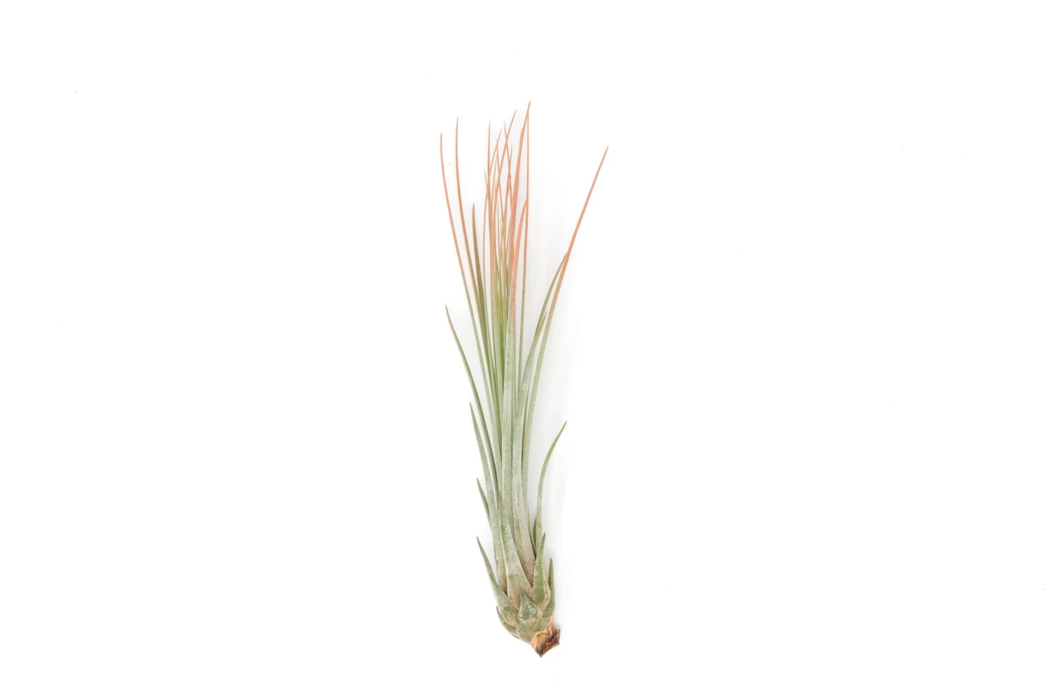 Color Enhanced - Tillandsia Juncea Air Plants 16 Color Enhanced - Tillandsia Juncea Air Plants - Image 16