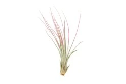 Color Enhanced - Tillandsia Juncea Air Plants 32 Color Enhanced - Tillandsia Juncea Air Plants -Air Plant World Enhanced Colored Tillandsia Air Plant Juncea Fuchsia 2 1
