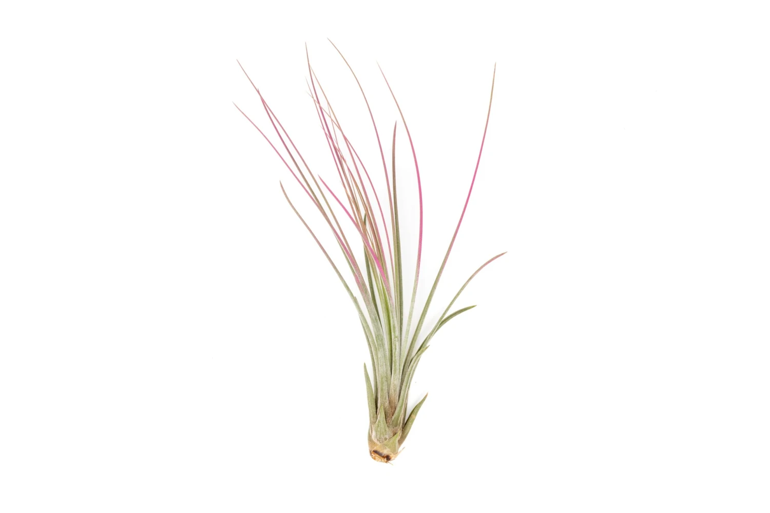Color Enhanced - Tillandsia Juncea Air Plants 13 Color Enhanced - Tillandsia Juncea Air Plants - Image 13