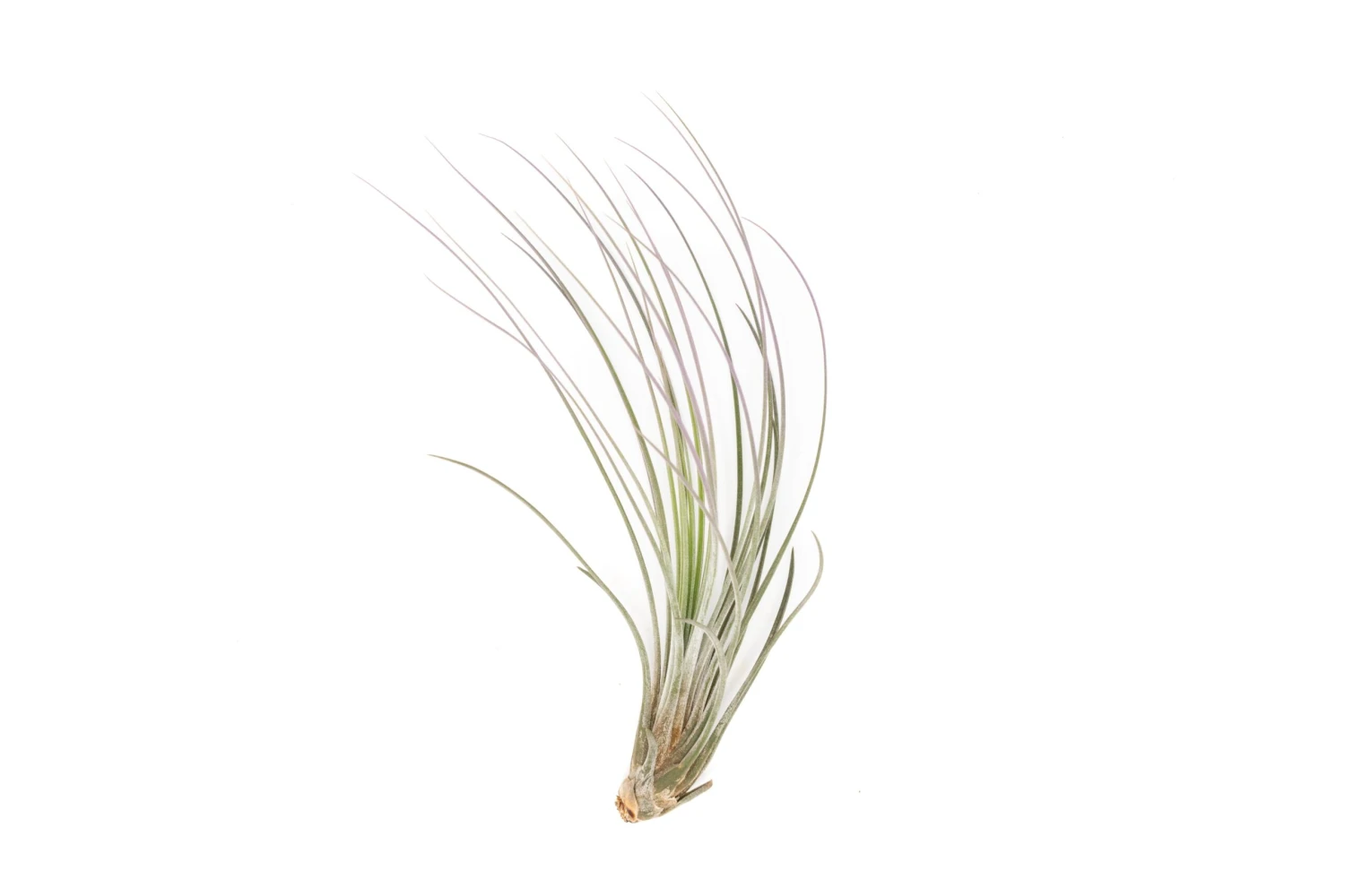 Color Enhanced - Tillandsia Juncea Air Plants 19 Color Enhanced - Tillandsia Juncea Air Plants - Image 19