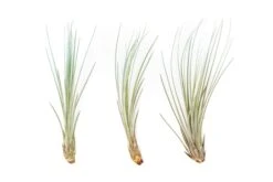 Color Enhanced - Tillandsia Juncea Air Plants 23 Color Enhanced - Tillandsia Juncea Air Plants -Air Plant World Enhanced Colored Tillandsia Air Plant Juncea Light Blue 1 1
