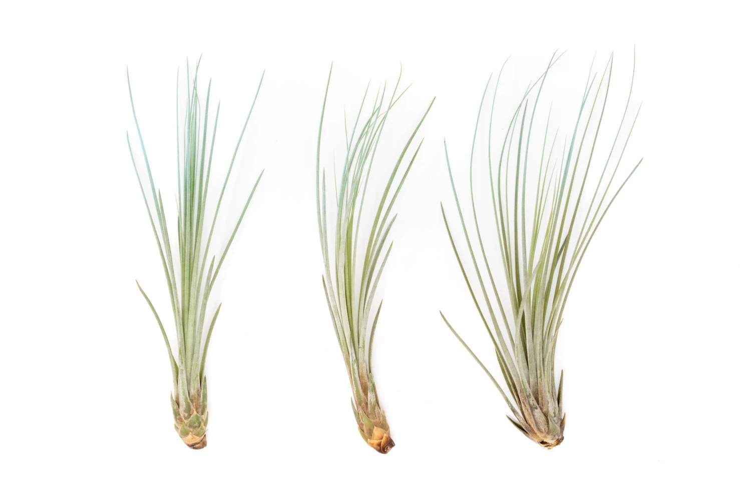 Color Enhanced - Tillandsia Juncea Air Plants 4 Color Enhanced - Tillandsia Juncea Air Plants - Image 4