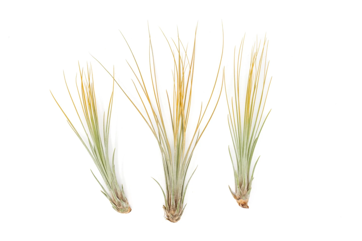 Color Enhanced - Tillandsia Juncea Air Plants 8 Color Enhanced - Tillandsia Juncea Air Plants - Image 8
