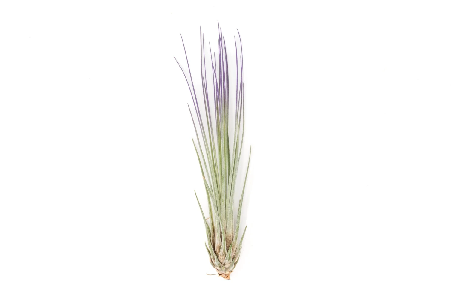 Color Enhanced - Tillandsia Juncea Air Plants 18 Color Enhanced - Tillandsia Juncea Air Plants - Image 18