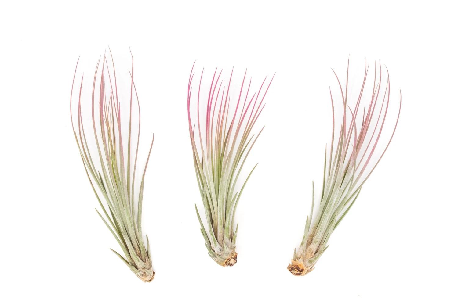 Color Enhanced - Tillandsia Juncea Air Plants 10 Color Enhanced - Tillandsia Juncea Air Plants - Image 10