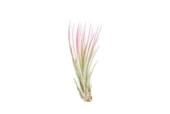 Color Enhanced - Tillandsia Juncea Air Plants 24 Color Enhanced - Tillandsia Juncea Air Plants -Air Plant World Enhanced Colored Tillandsia Air Plant Juncea Raspberry Pink 2
