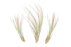 Color Enhanced - Tillandsia Juncea Air Plants 34 Color Enhanced - Tillandsia Juncea Air Plants -Air Plant World Enhanced Colored Tillandsia Air Plant Juncea Red 1 1