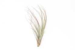 Color Enhanced - Tillandsia Juncea Air Plants 39 Color Enhanced - Tillandsia Juncea Air Plants -Air Plant World Enhanced Colored Tillandsia Air Plant Juncea Red 2 1