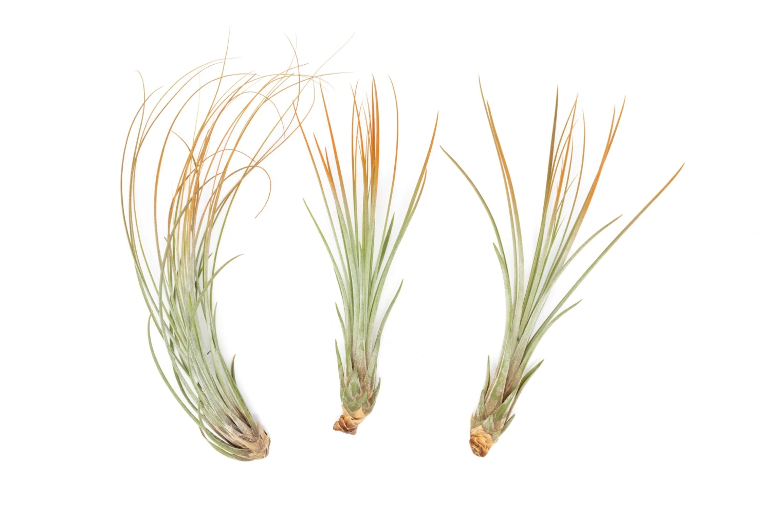 Tangerine Enhanced Tillandsia Air Plants - Colorful Air Plants 5 Tangerine Enhanced Tillandsia Air Plants - Colorful Air Plants - Image 5