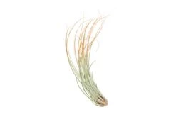 Color Enhanced - Tillandsia Juncea Air Plants 36 Color Enhanced - Tillandsia Juncea Air Plants -Air Plant World Enhanced Colored Tillandsia Air Plant Juncea Tangerine 2 1