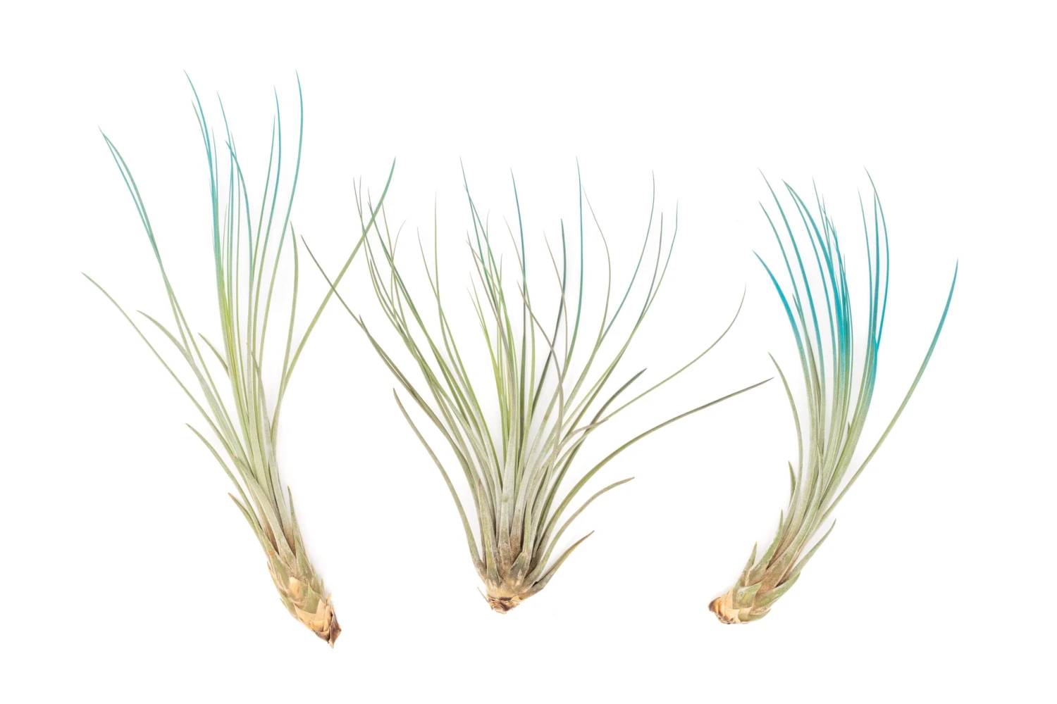 Color Enhanced - Tillandsia Juncea Air Plants 11 Color Enhanced - Tillandsia Juncea Air Plants - Image 11