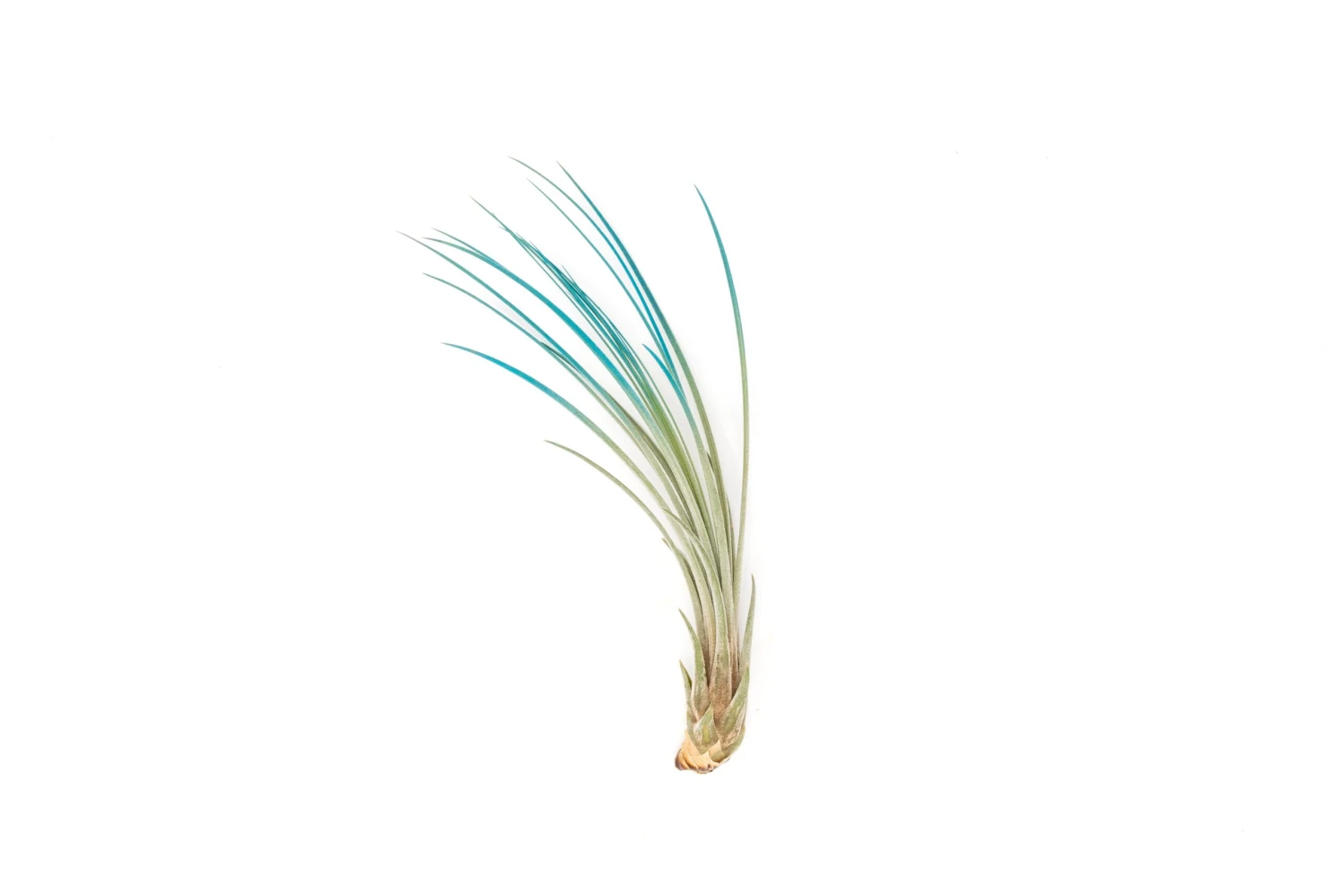 Color Enhanced - Tillandsia Juncea Air Plants 14 Color Enhanced - Tillandsia Juncea Air Plants - Image 14