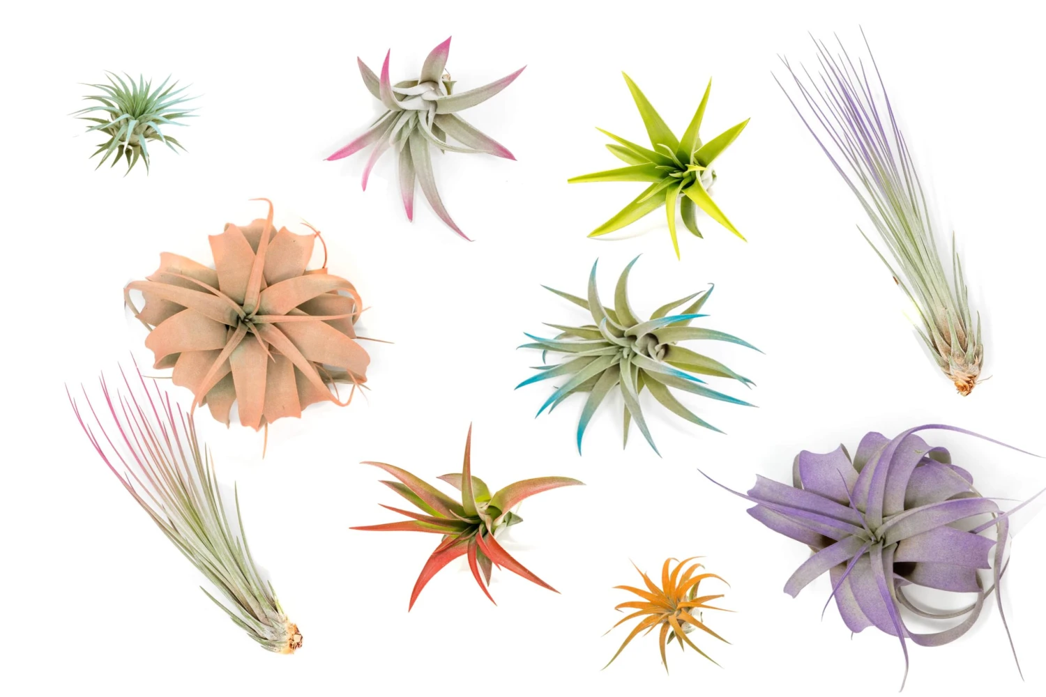 The Pride Collection Of Color Enhanced Tillandsia Air Plants - Image 6