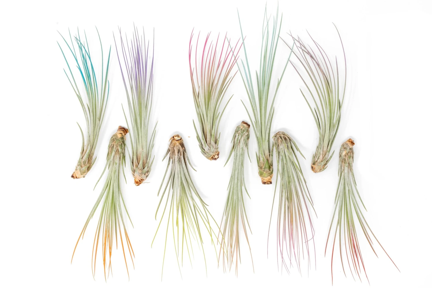 The Pride Collection Of Color Enhanced Tillandsia Air Plants - Image 3