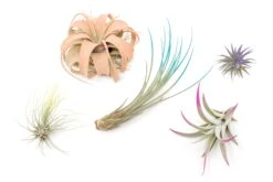 5 Assorted Colorful Air Plants Variety Pack - Color Enhanced Tillandsias 7 5 Assorted Colorful Air Plants Variety Pack - Color Enhanced Tillandsias -Air Plant World Enhanced Colored Tillandsia Air Plant Variety Pack 15 c3e4536e 1bae 4fe4 b488 311d164487e2