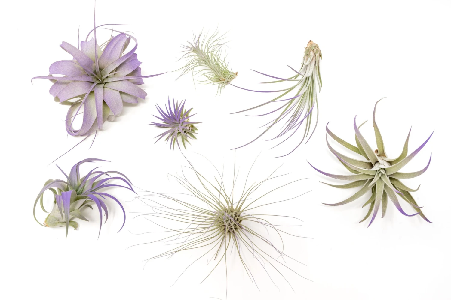 Purple Enhanced Tillandsia Air Plants - Colorful Air Plants 1 Purple Enhanced Tillandsia Air Plants - Colorful Air Plants