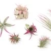 Raspberry Pink Enhanced Tillandsia Air Plants - Colorful Air Plants