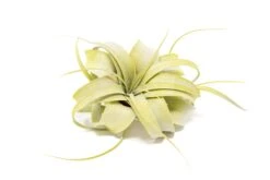 Color Enhanced - Mini Tillandsia Xerographica Air Plants -Air Plant World Enhanced Colored Tillandsia Air Plant Xerographica Bright Green 2