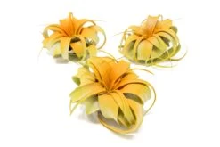 Color Enhanced - Mini Tillandsia Xerographica Air Plants In Custom Dual Colors -Air Plant World Enhanced Colored Tillandsia Air Plant Xerographica Citrus 1