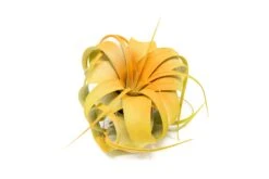 Color Enhanced - Mini Tillandsia Xerographica Air Plants In Custom Dual Colors -Air Plant World Enhanced Colored Tillandsia Air Plant Xerographica Citrus 2