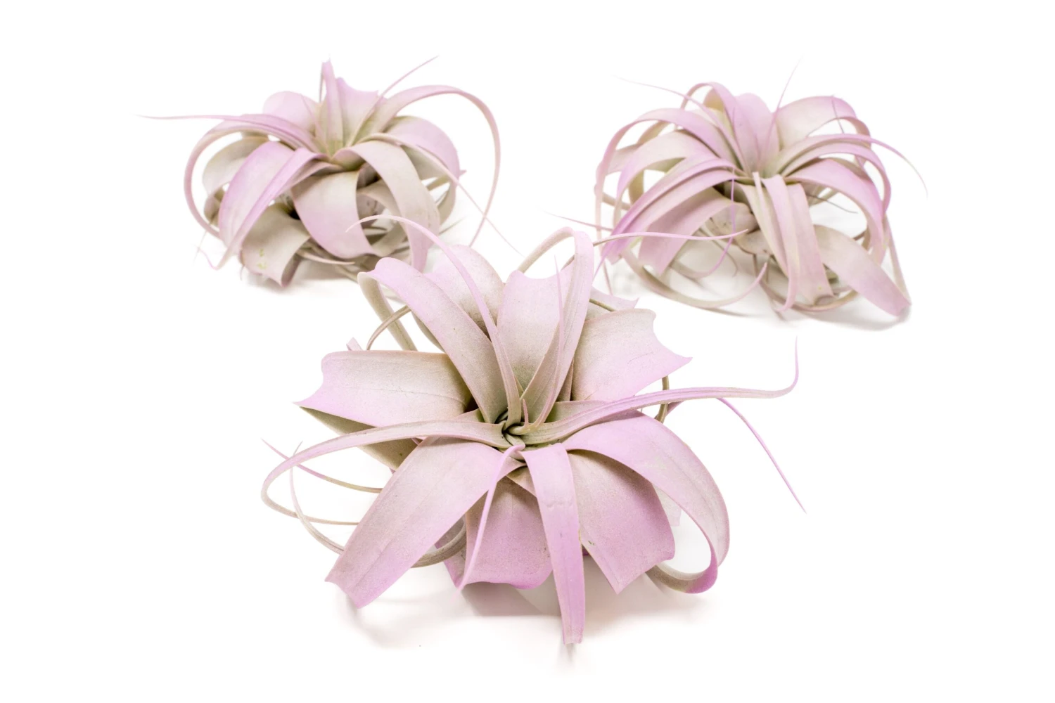 Lavender Enhanced Tillandsia Air Plants - Colorful Air Plants - Image 3