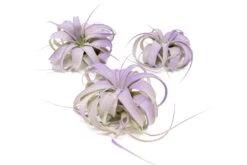 Purple Enhanced Tillandsia Air Plants - Colorful Air Plants 22 Purple Enhanced Tillandsia Air Plants - Colorful Air Plants -Air Plant World Enhanced Colored Tillandsia Air Plant Xerographica Purple 1