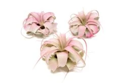 Raspberry Pink Enhanced Tillandsia Air Plants - Colorful Air Plants 21 Raspberry Pink Enhanced Tillandsia Air Plants - Colorful Air Plants -Air Plant World Enhanced Colored Tillandsia Air Plant Xerographica Raspberry Pink 1