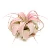 Raspberry Pink Enhanced Tillandsia Xerographica Air Plant - Single