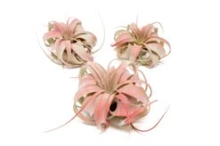 Color Enhanced - Mini Tillandsia Xerographica Air Plants -Air Plant World Enhanced Colored Tillandsia Air Plant Xerographica Red 1 1