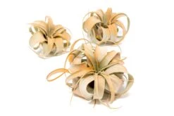 Tangerine Enhanced Tillandsia Air Plants - Colorful Air Plants 21 Tangerine Enhanced Tillandsia Air Plants - Colorful Air Plants -Air Plant World Enhanced Colored Tillandsia Air Plant Xerographica Tangerine 1