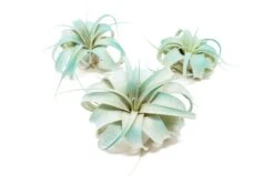 Color Enhanced - Mini Tillandsia Xerographica Air Plants -Air Plant World Enhanced Colored Tillandsia Air Plant Xerographica Teal Blue 1 1