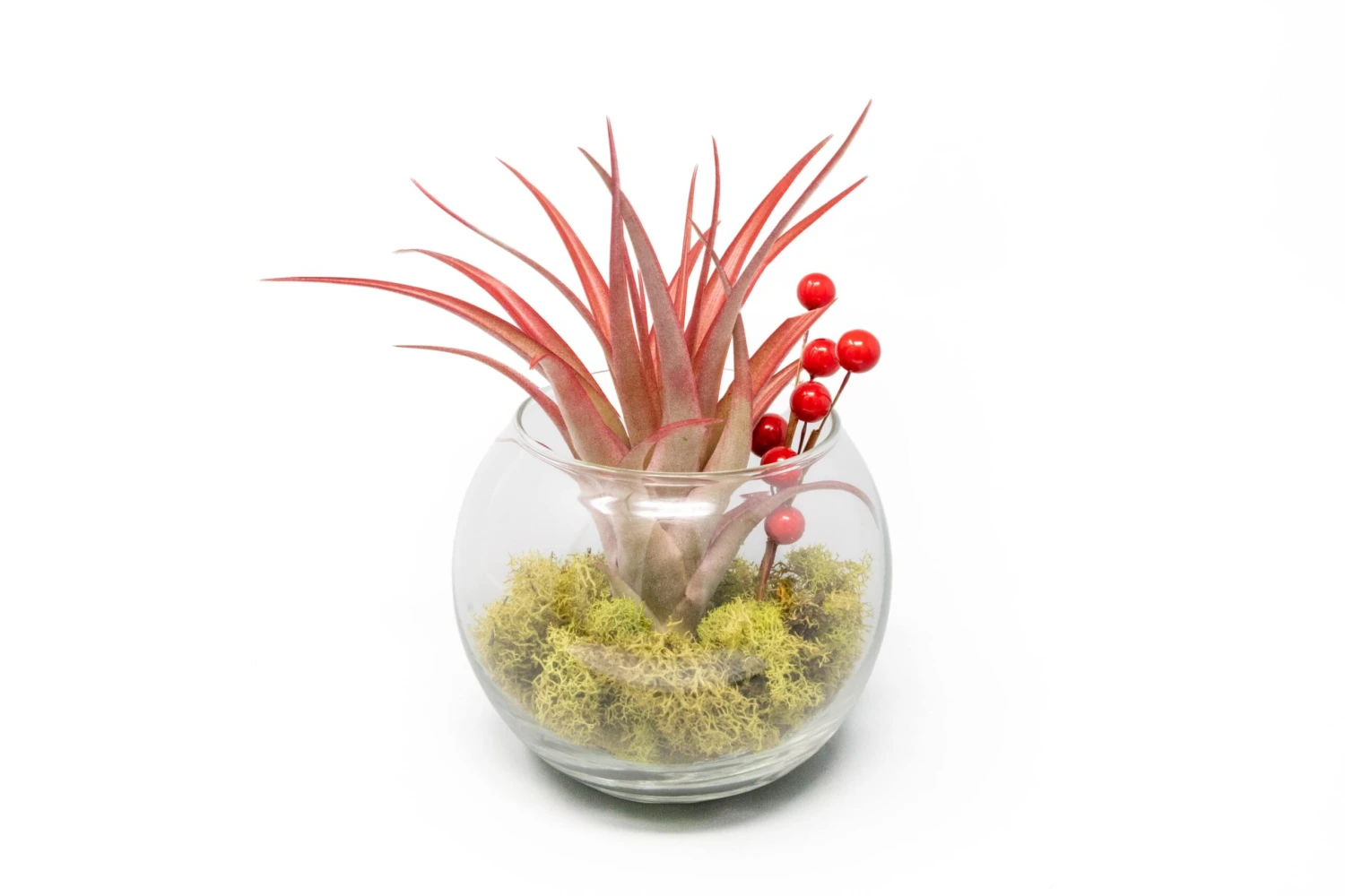 Festive Terrarium With Green Reindeer Moss, Berry Sprig, & Tillandsia Red Abdita Air Plant 1 Festive Terrarium With Green Reindeer Moss, Berry Sprig, & Tillandsia Red Abdita Air Plant