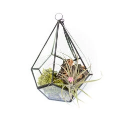Glass Diamond Terrarium -Air Plant World Glass Diamond Terrarium Plants Kit 2