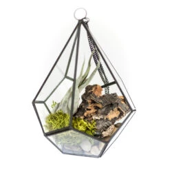Glass Diamond Terrarium -Air Plant World Glass Diamond Terrarium Plants Kit 4 4d3fc4fd 2415 4821 84c1 621b58bc811d