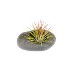 Gray Ceramic Stone Tillandsia Air Plant Holder -Air Plant World Gray Ceramic Stone Air Plants 2