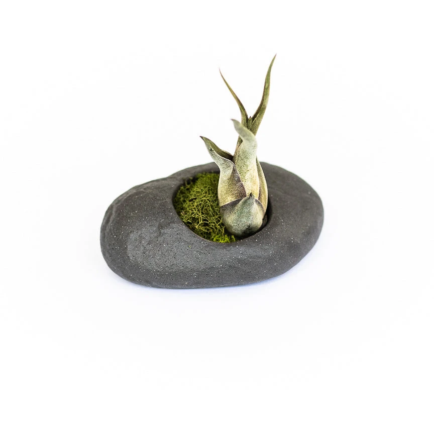 Sets Of 3, 6 Or 9 Gray Ceramic Stone Air Plant Holders With Assorted Tillandsia Air Plants 3 Sets Of 3, 6 Or 9 Gray Ceramic Stone Air Plant Holders With Assorted Tillandsia Air Plants - Image 3