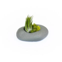 Sets Of 3, 6 Or 9 Gray Ceramic Stone Tillandsia Air Plant Holder -Air Plant World Gray Ceramic Stone Air Plants 4