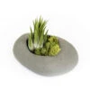 Gray Ceramic Stone With Assorted Tillandsia Air Plant