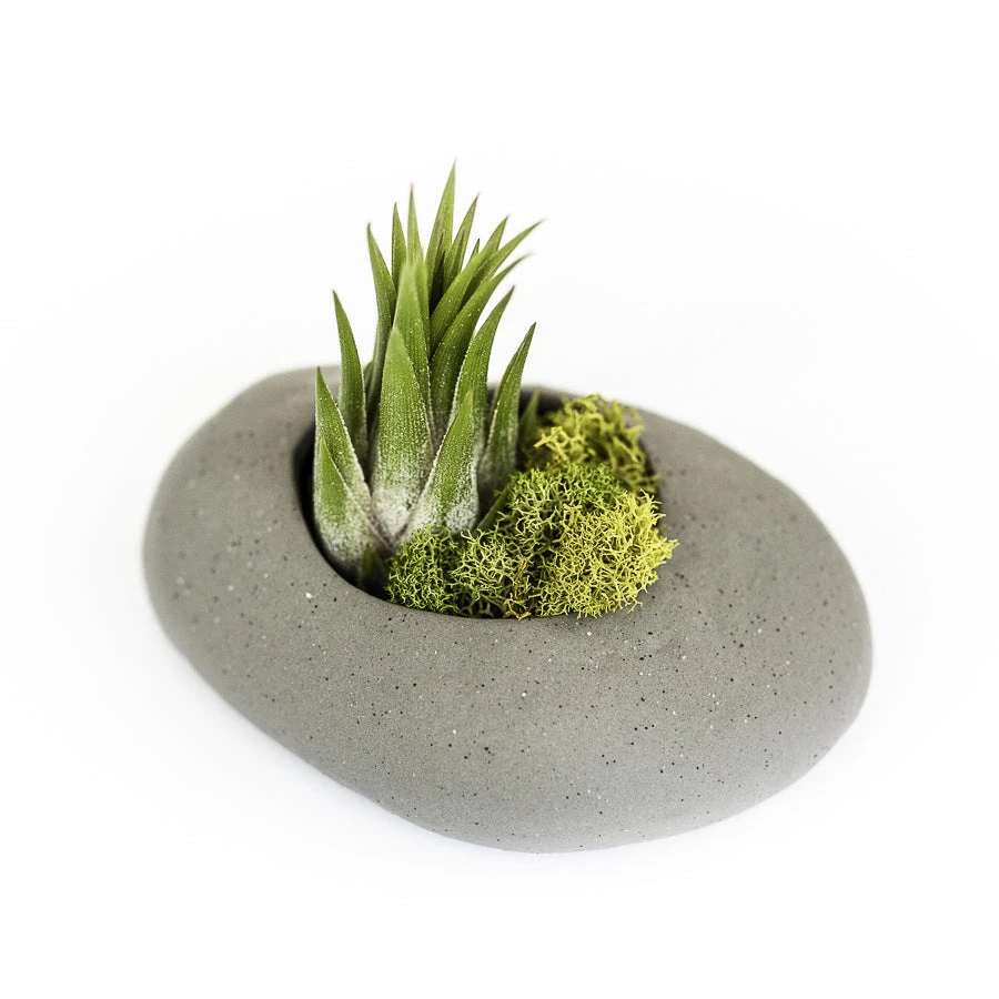 Gray Ceramic Stone With Assorted Tillandsia Air Plant 1 Gray Ceramic Stone With Assorted Tillandsia Air Plant