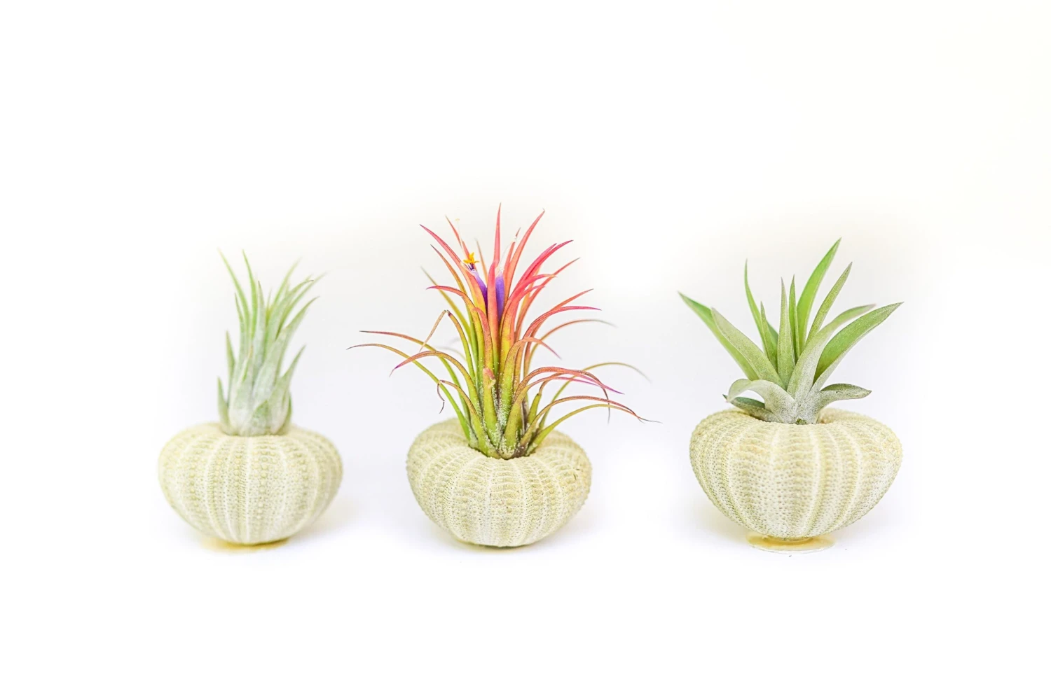 Green Urchins With Tillandsia Air Plants - Set Of 3, 6 Or 9 1 Green Urchins With Tillandsia Air Plants - Set Of 3, 6 Or 9
