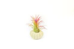 Green Urchins With Tillandsia Air Plants - Set Of 1, 3 Or 5 10 Green Urchins With Tillandsia Air Plants - Set Of 1, 3 Or 5 -Air Plant World Green Urchins 6 8ad1f38c 86d9 4f73 869b 39158e594322