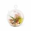 Hanging Tillandsia Bulbosa Guatemala Flat Bottom Globe Terrarium With Stones, Sea Fan, & Chartreuse Reindeer Moss