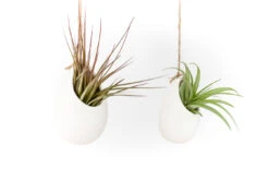 Large Ivory Ceramic Container - Choose Your Custom Tillandsia Air Plant -Air Plant World Hanging Ivory Ceramic Container Plants 1 472710ad d428 42fe ab15 99c6b7a50edd
