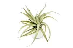 Sets Of 3 Or 6 Small Ivory Ceramic Vases With Tillandsia Velutina, Harrisii & Abdita Air Plants -Air Plant World Hanging Ivory Ceramic Containers 15 1b73e080 d712 47bb a178 1b8ec04bee41