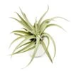 Gift Wrapped Large Ivory Ceramic Vase With Assorted Tillandsia Air Plant
