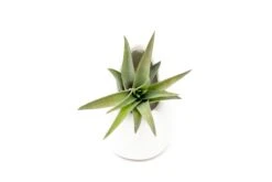 Sets Of 3 Or 6 Small Ivory Ceramic Vases With Tillandsia Velutina, Harrisii & Abdita Air Plants -Air Plant World Hanging Ivory Ceramic Containers 17 d42492e5 781a 4234 8165 7ad86b10f3fb