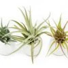 Sets Of 3 Or 6 Small Ivory Ceramic Vases With Tillandsia Velutina, Harrisii & Abdita Air Plants