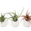 Sets Of 3 Or 6 Small Ivory Ceramic Vases With Tillandsia Red Abdita, Velutina And Caput Medusae Air Plants