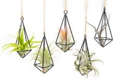 Hanging Metal Pendant With Assorted Tillandsia Air Plants -Air Plant World Hanging Metal Pendant Tillandsia Air Plants 10